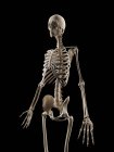 Скелетная система человека на темном фоне — стоковое фото