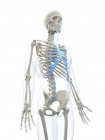 Vista del esqueleto masculino - foto de stock