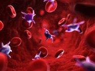 Piastrine attivate nei vasi sanguigni — Foto stock