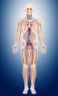 Skeletal and cardiovascular systems of adult — Stock Photo
