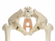 Structural anatomy of human pelvis — Stock Photo