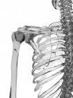 Articulación del hombro y huesos - foto de stock