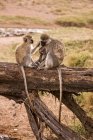 Monos de agarre sentados en el tronco del árbol - foto de stock