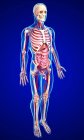 Anatomía masculina con tejido y sistemas - foto de stock