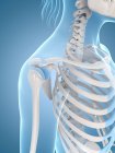 Структурна анатомія плечового поясу — стокове фото