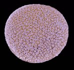 Кольорові мікрофотографія (Sem) оболонки foraminiferan Orbulina sp. — стокове фото