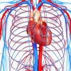 Sistema cardiovascular con énfasis en el corazón - foto de stock