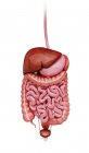 Órganos que componen el sistema digestivo humano - foto de stock