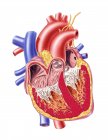 Anatomie cardiaque humaine — Photo de stock