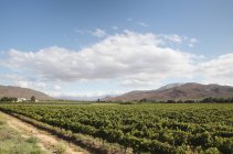 Виноград в ЮАР — стоковое фото