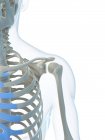 Shoulder girdle and shoulder joint — Stock Photo