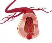 Anatomia da artéria saudável — Fotografia de Stock