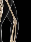 Elbow joint anatomy — Stock Photo