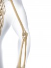 Анатомия локтевого сустава — стоковое фото