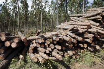 Recently felled conifer timber at tree plantation. — Stock Photo