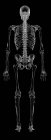 Структура скелета человека — стоковое фото
