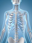 Brustkorb und Skelettsystem des Oberkörpers — Stockfoto