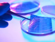 Close-up de placas de Petri e mão com pipeta para pesquisa genética
. — Fotografia de Stock