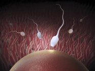 Spermatozoi che fertilizzano una cellula uovo — Foto stock