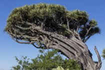 Pianta arborea subtropicale originaria delle Isole Canarie . — Foto stock