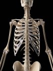 Menschliche Brustkorbstruktur — Stockfoto