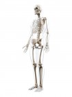 Человеческий силуэт со скелетной системой — стоковое фото
