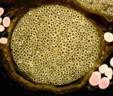 Nervenbündel aus dem Ischiasnerv — Stockfoto