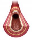 Поперечное сечение человеческой артерии — стоковое фото