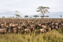 Migración de ñus azules en Serengeti, Tanzania . - foto de stock