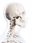 Скелетная система верхней части тела и черепа — стоковое фото