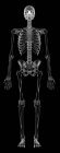 Structure squelettique humaine — Photo de stock