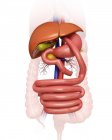 Внутренние органы и пищеварительная система — стоковое фото