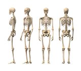 Structure du squelette humain — Photo de stock