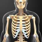 Gabbia toracica e struttura scheletrica della parte superiore del corpo — Foto stock