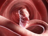 Roundworm in the intestines — Stock Photo