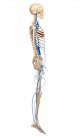 Sistemi scheletrici e cardiovascolari di adulti — Foto stock