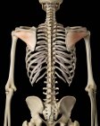 Human skeletal system — Stock Photo