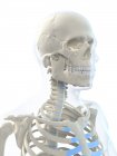 Primo piano delle ossa del cranio e del cranio — Foto stock