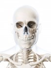 Adult human skull structure — Stock Photo