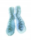 Нормальная Х-хромосома — стоковое фото