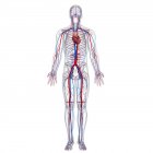 Sistema cardiovascular humano - foto de stock