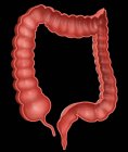 Cross-section of large intestine — Stock Photo
