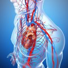 Sistemas esqueléticos e cardiovasculares — Fotografia de Stock