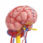 Вид на анатомию мозга — стоковое фото