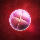 Four-cell embryo — Stock Photo