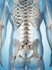 Região torácica da coluna vertebral — Fotografia de Stock