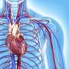 Sistema cardiovascolare con enfasi sul cuore — Foto stock