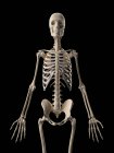 Скелетная система человека — стоковое фото