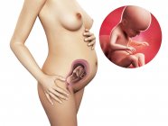 Desenvolvimento de feto de 26 semanas — Fotografia de Stock