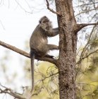 Weeper capuchin sitting on tree in wild. — Stock Photo